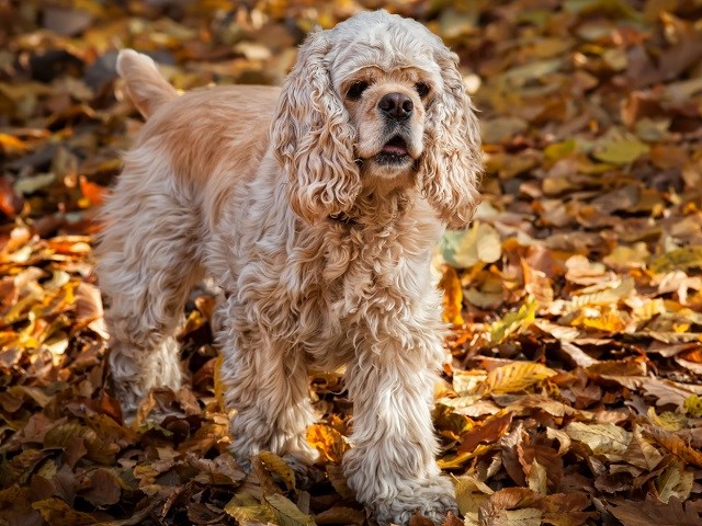 American Cocker Spaniel thumbnail